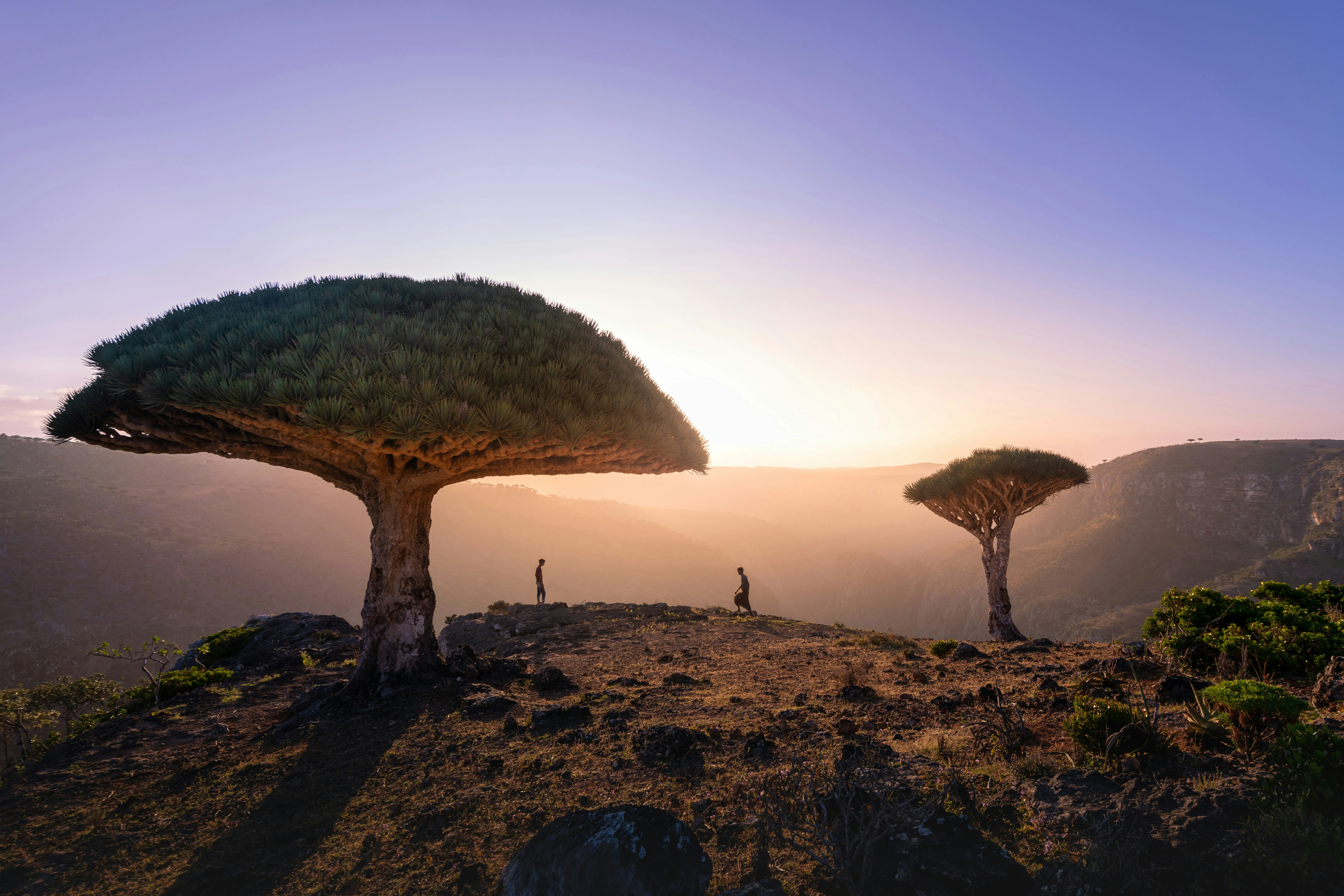 Dragonniers de Socotra à contre-jour au coucher du soleil, sur un plateau dominant les gorges